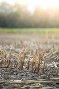 Gatherd corn field in the autumn