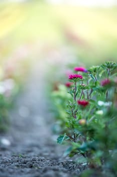 Cute colourful flowers on a field, agriculture