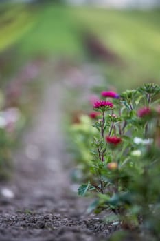 Cute colourful flowers on a field, agriculture