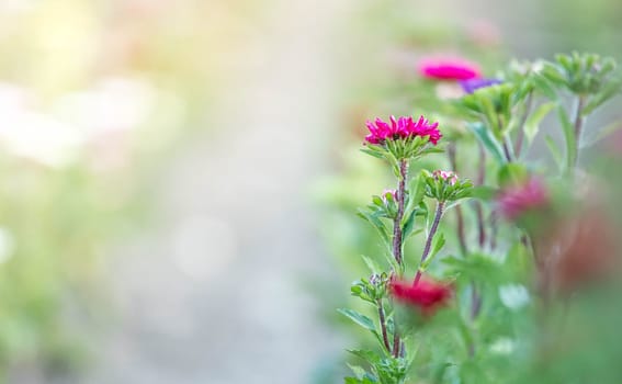 Cute colourful flowers on a field, agriculture