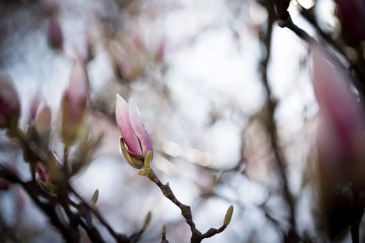 Beautiful magnolia blooms in spring, Salzburg, beauty