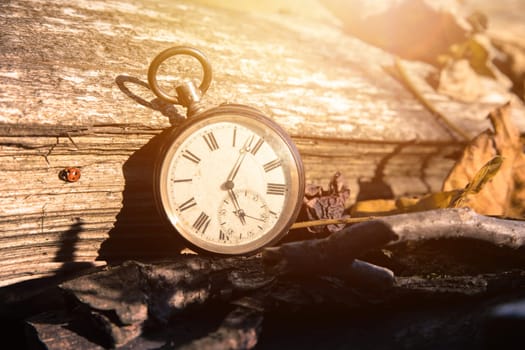 Vintage watch leans on a wood piece and dry leaves, blurriness