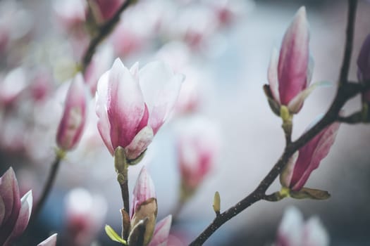 Beautiful magnolia blooms in spring, Salzburg, beauty