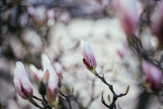 Beautiful magnolia blooms in spring, Salzburg, beauty