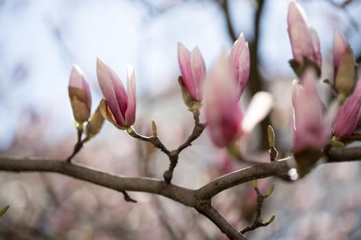 Beautiful magnolia blooms in spring, Salzburg, beauty