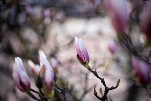 Beautiful magnolia blooms in spring, Salzburg, beauty