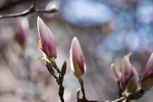 Beautiful magnolia blooms in spring, Salzburg, beauty