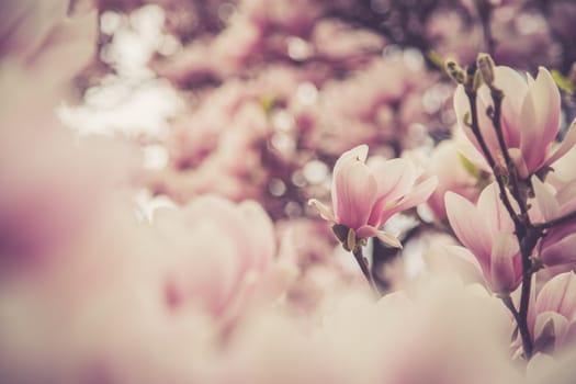Fresh beautiful magnolia blossoms, springtime. Pink and white colors.
