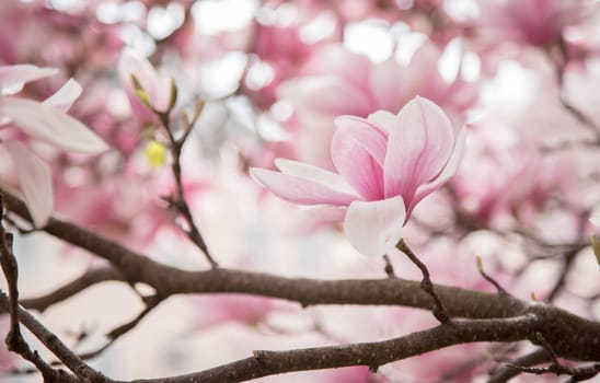Fresh beautiful magnolia blossoms, springtime. Pink and white colors.
