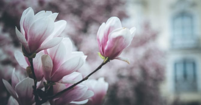 Fresh beautiful magnolia blossoms, springtime. Pink and white colors.