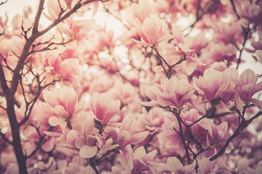 Fresh beautiful magnolia blossoms, springtime. Pink and white colors.