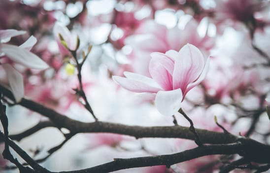 Fresh beautiful magnolia blossoms, springtime. Pink and white colors.