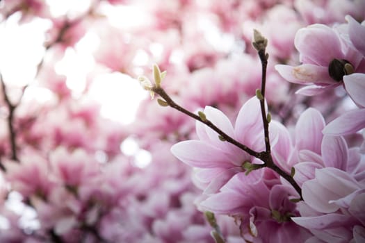 Fresh beautiful magnolia blossoms, springtime. Pink and white colors.
