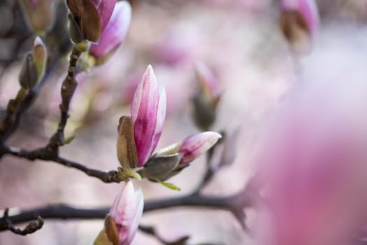 Beautiful magnolia blooms in spring, Salzburg, beauty