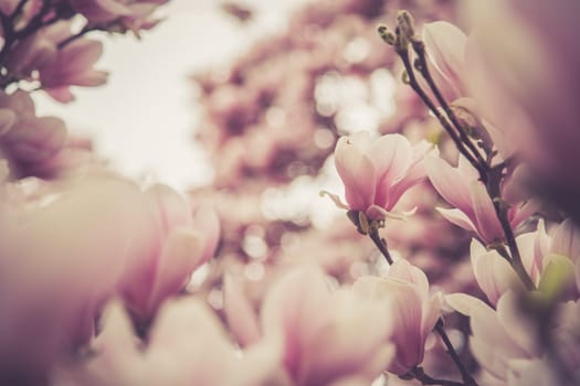 Fresh beautiful magnolia blossoms, springtime. Pink and white colors.