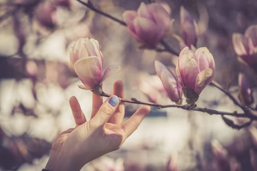 Beautiful magnolia blooms in spring, Salzburg, beauty
