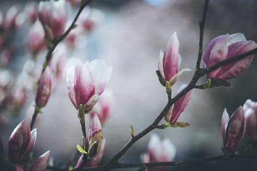 Beautiful magnolia blooms in spring, Salzburg, beauty