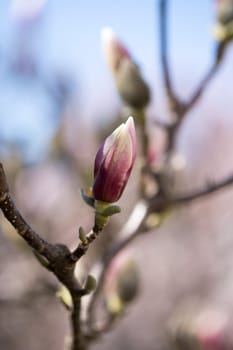 Beautiful magnolia blooms in spring, Salzburg, beauty