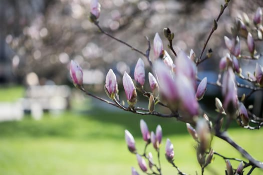 Beautiful magnolia blooms in spring, Salzburg, beauty