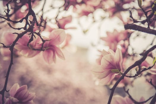 Fresh beautiful magnolia blossoms, springtime. Pink and white colors.