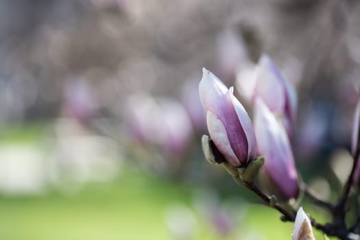 Beautiful magnolia blooms in spring, Salzburg, beauty