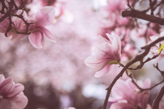 Fresh beautiful magnolia blossoms, springtime. Pink and white colors.
