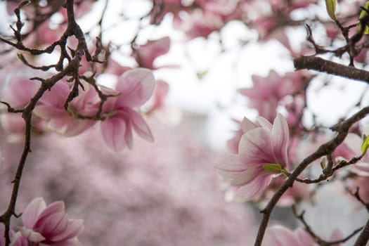 Fresh beautiful magnolia blossoms, springtime. Pink and white colors.