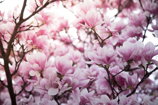 Fresh beautiful magnolia blossoms, springtime. Pink and white colors.