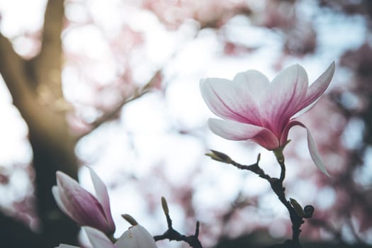 Fresh beautiful magnolia blossoms, springtime. Pink and white colors.