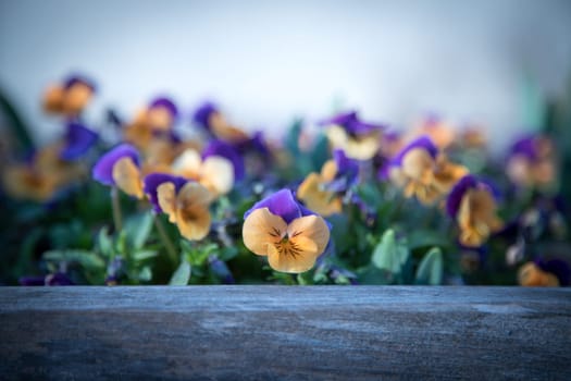 Colourful flowers in the evening sun