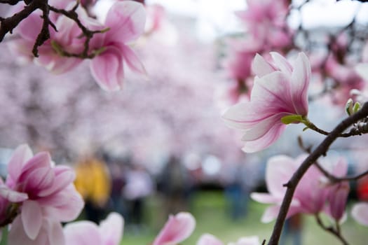 Fresh beautiful magnolia blossoms, springtime. Pink and white colors.
