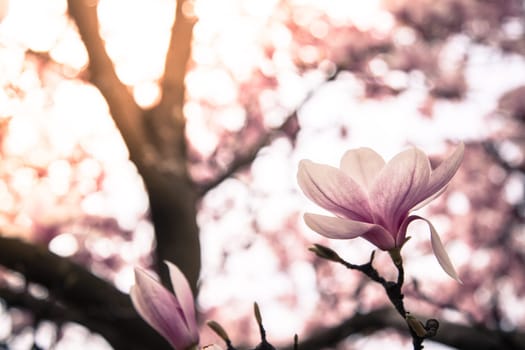 Fresh beautiful magnolia blossoms, springtime. Pink and white colors.