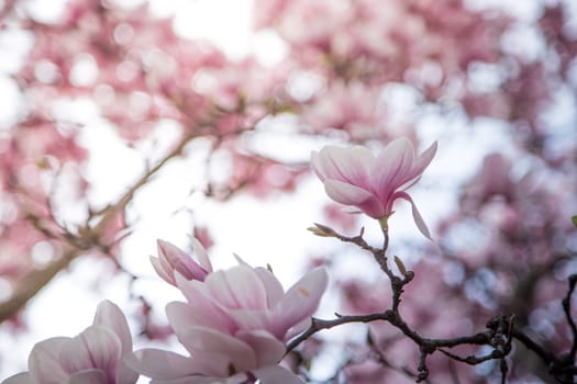 Fresh beautiful magnolia blossoms, springtime. Pink and white colors.