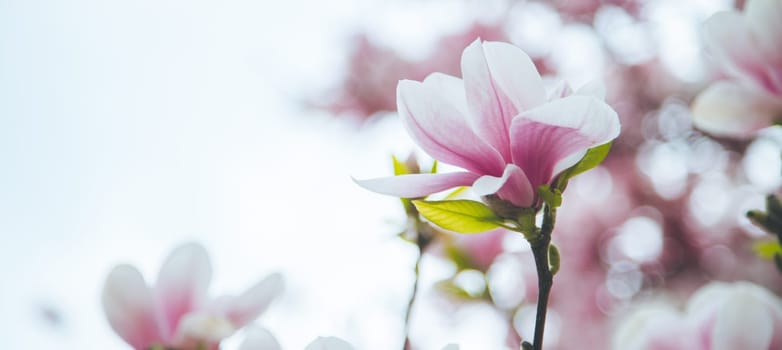 Fresh beautiful magnolia blossoms, springtime. Pink and white colors.