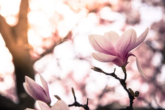 Fresh beautiful magnolia blossoms, springtime. Pink and white colors.