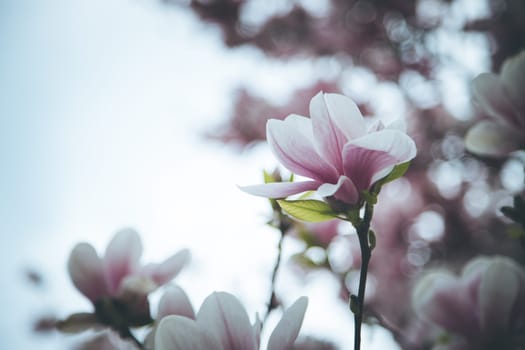 Fresh beautiful magnolia blossoms, springtime. Pink and white colors.