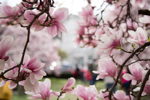 Fresh beautiful magnolia blossoms, springtime. Pink and white colors.
