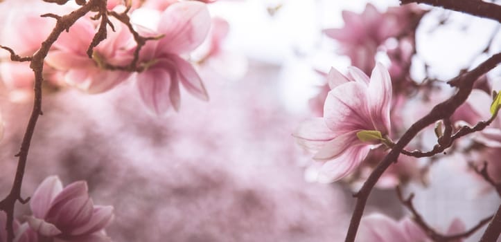 Fresh beautiful magnolia blossoms, springtime. Pink and white colors.