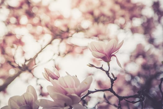 Fresh beautiful magnolia blossoms, springtime. Pink and white colors.
