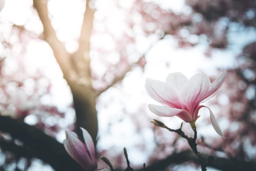 Fresh beautiful magnolia blossoms, springtime. Pink and white colors.