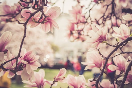 Fresh beautiful magnolia blossoms, springtime. Pink and white colors.