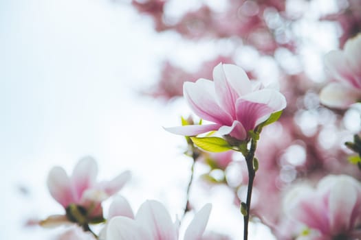 Fresh beautiful magnolia blossoms, springtime. Pink and white colors.