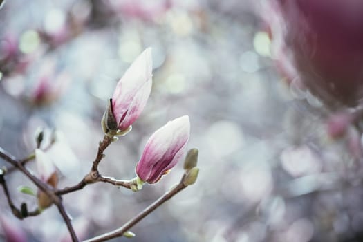 Beautiful magnolia blooms in spring, Salzburg, beauty