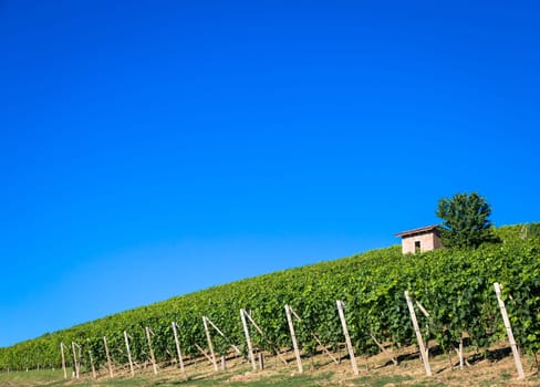 Piedmont hills in Italy, Monferrato area. Scenic countryside during summer season with vineyard field. Wonderful blue sky in background.