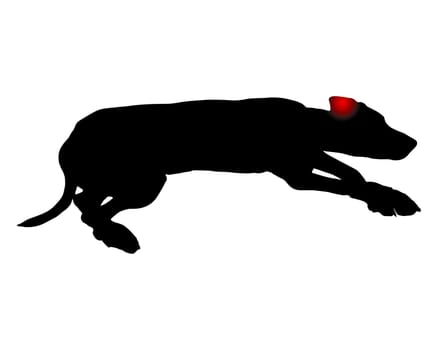 Hund mit Ohenschmerzen