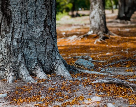 Selective focus Complex above ground root system of a tree surrounded by fallen autumn leaves. Roots from a tree grow above ground, covered in autumn leaves.