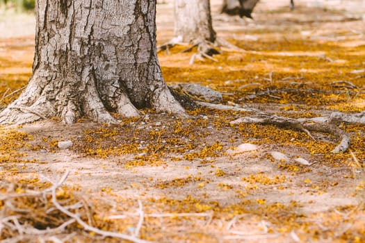 Selective focus Complex above ground root system of a tree surrounded by fallen autumn leaves. Roots from a tree grow above ground, covered in autumn leaves.