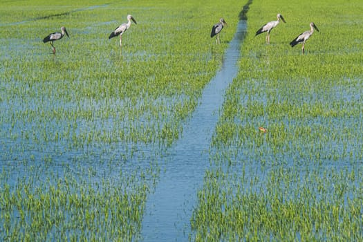Organic rice fields and Cattle egret, local white birds walking and looking for shell food in the countryside landscape.