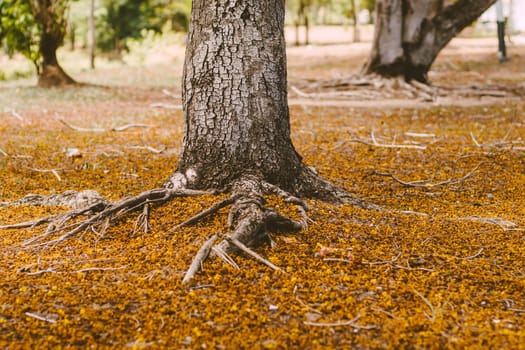 Selective focus Complex above ground root system of a tree surrounded by fallen autumn leaves. Roots from a tree grow above ground, covered in autumn leaves.