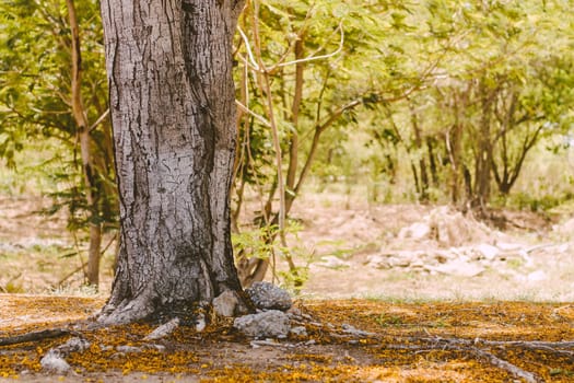 Selective focus Complex above ground root system of a tree surrounded by fallen autumn leaves. Roots from a tree grow above ground, covered in autumn leaves.